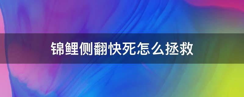 锦鲤侧翻快死怎么拯救 锦鲤侧翻解救方法