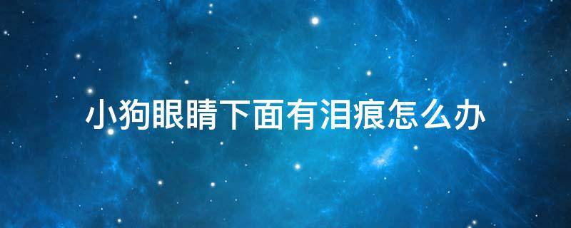 小狗眼睛下面有泪痕怎么办（狗眼睛下面有泪痕是怎么回事）