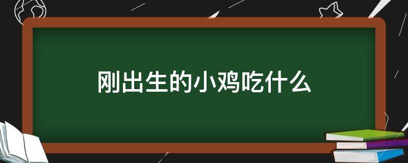 刚出生的小鸡吃什么（刚出生的小鸡吃什么最好）