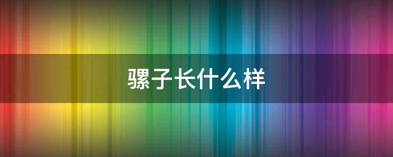 骡子长什么样 骡子长什么样子视频