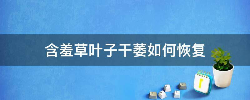 含羞草叶子干萎如何恢复 含羞草冬天叶子干萎如何恢复