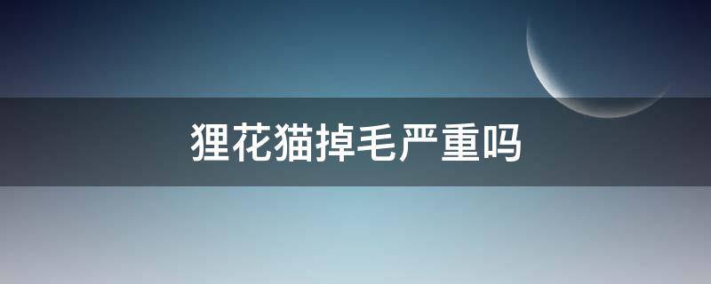 狸花猫掉毛严重吗 狸花猫脱毛严重吗