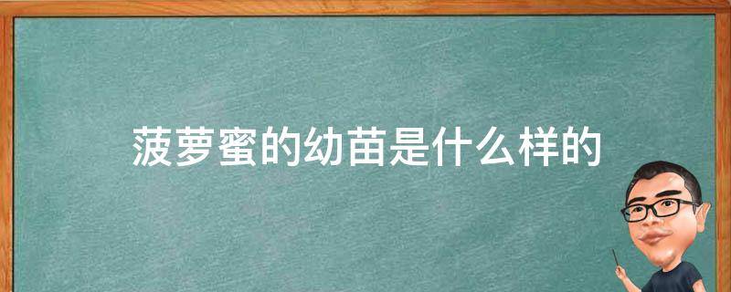 菠萝蜜的幼苗是什么样的（菠萝蜜的苗长什么样）