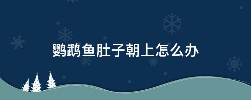 鹦鹉鱼肚子朝上怎么办 鹦鹉鱼反着身子肚子朝上怎回事