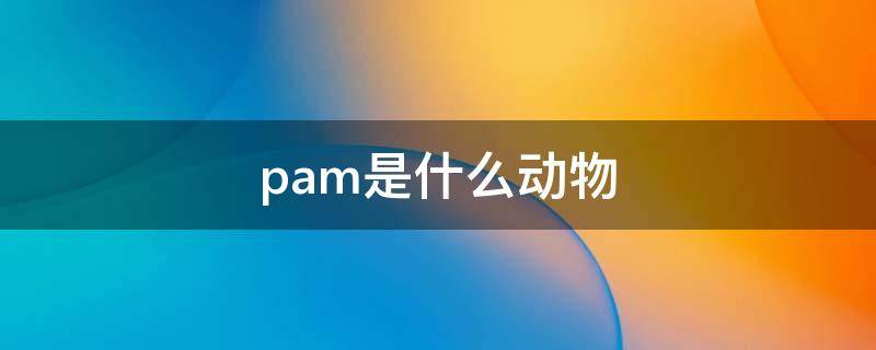 pam是什么动物 pat是什么动物