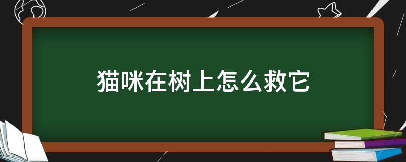 猫咪在树上怎么救它 猫在树上怎么让它下来