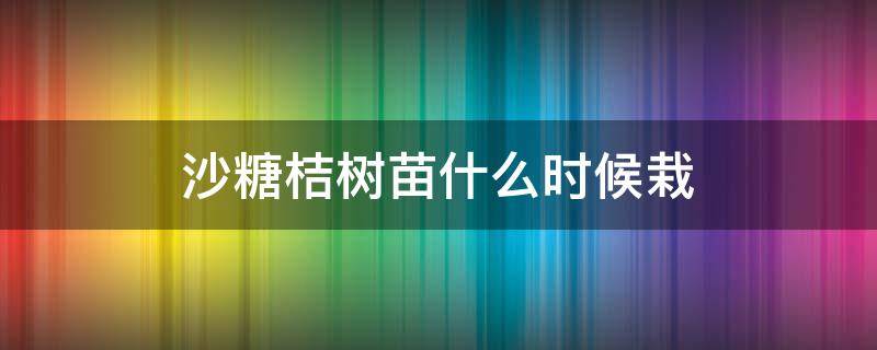 沙糖桔树苗什么时候栽 沙糖桔树什么时候种