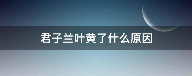 君子兰叶黄了什么原因 君子兰出现黄叶是什么原因