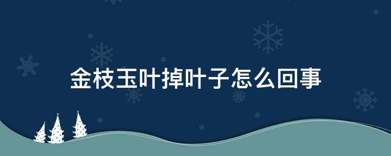 金枝玉叶掉叶子怎么回事 金枝玉叶掉叶子怎么回事儿