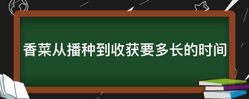 香菜从播种到收获要多长的时间（香菜从播种到收获要多长的时间呢）