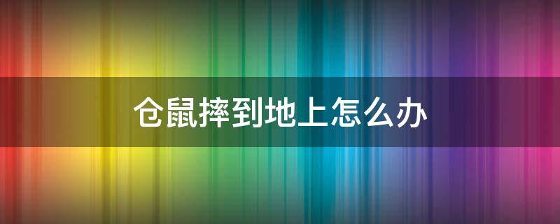 仓鼠摔到地上怎么办（仓鼠摔在地上怎么办）