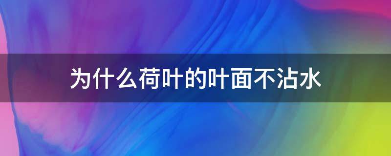 为什么荷叶的叶面不沾水 荷叶的叶片为什么不沾水