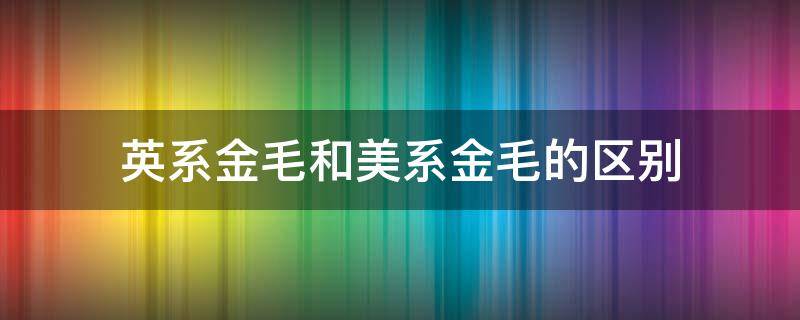 英系金毛和美系金毛的区别 英系金毛与美系金毛的区别