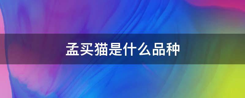 孟买猫是什么品种 孟买猫是什么品种多少钱