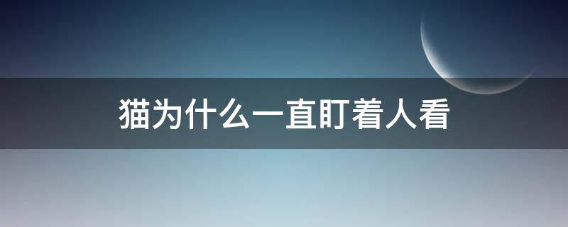 猫为什么一直盯着人看 猫为什么会盯着人看