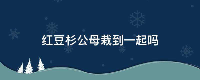 红豆杉公母栽到一起吗（红豆杉为什么要分公母）