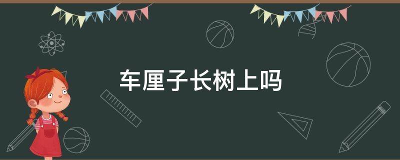 车厘子长树上吗（车厘子长在树上还是长在地上）