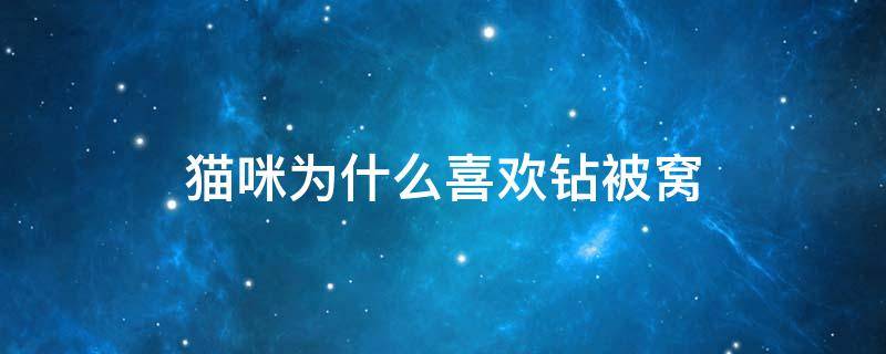 猫咪为什么喜欢钻被窝 猫咪为什么喜欢钻被窝里