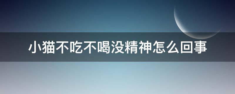 小猫不吃不喝没精神怎么回事 小猫不吃不喝没精神怎么回事还吐