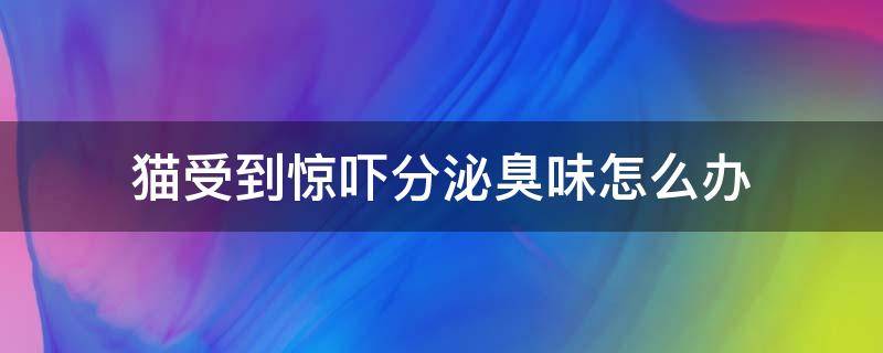 猫受到惊吓分泌臭味怎么办（猫受到惊吓发出臭味）