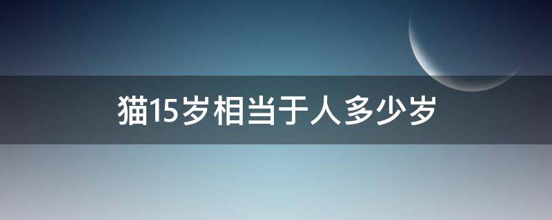 猫15岁相当于人多少岁（猫十五岁相当于人多少岁）