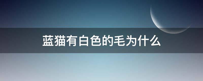 蓝猫有白色的毛为什么 蓝猫有白毛怎么回事