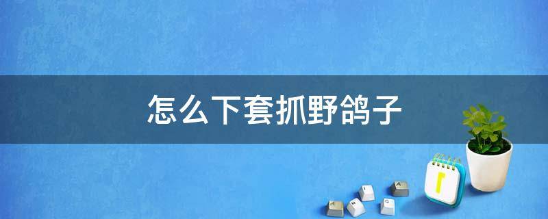 怎么下套抓野鸽子 下套抓鸽子最简单的方法