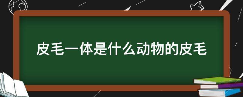 皮毛一体是什么动物的皮毛（皮毛一体都是什么皮毛）