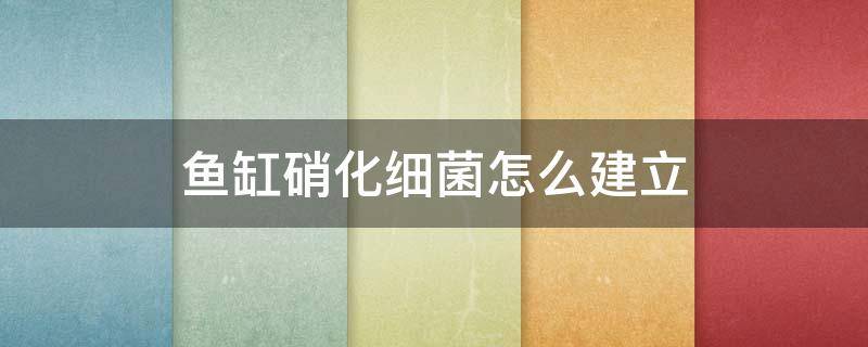 鱼缸硝化细菌怎么建立（鱼缸如何建立硝化细菌）