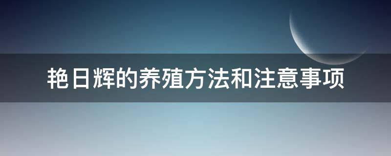 艳日辉的养殖方法和注意事项 夏季艳日辉养殖方法注意