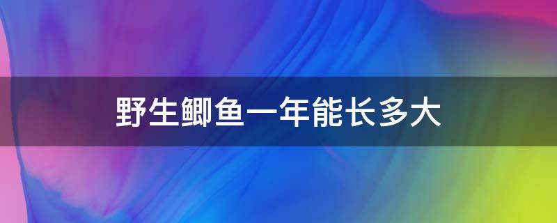 野生鲫鱼一年能长多大（野生鲫鱼一年可以长多大）