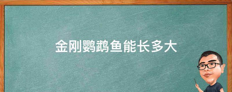 金刚鹦鹉鱼能长多大（金刚鹦鹉鱼能长多大寿命多长）