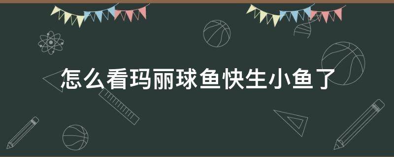 怎么看玛丽球鱼快生小鱼了 如何看玛丽球鱼是不是生小鱼