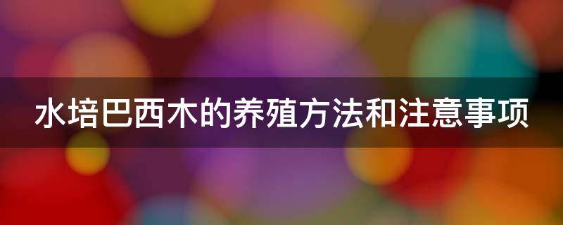 水培巴西木的养殖方法和注意事项（水培巴西木的养殖方法和注意事项）