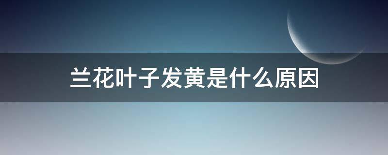 兰花叶子发黄是什么原因 刚种的兰花叶子发黄是什么原因