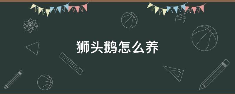 狮头鹅怎么养 狮头鹅怎么养殖技术及方法