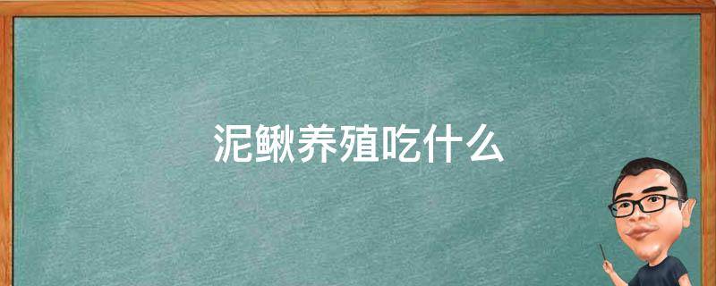 泥鳅养殖吃什么 泥鳅养殖吃什么饲料