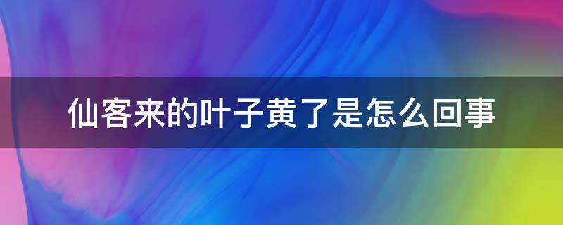 仙客来的叶子黄了是怎么回事（仙客来叶子有点黄了是什么原因）