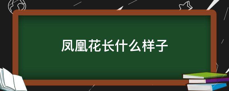 凤凰花长什么样子（凤凰花长什么样子给我看看）