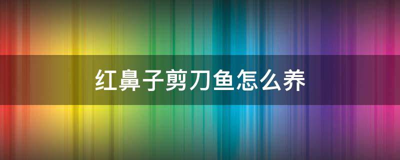 红鼻子剪刀鱼怎么养 红鼻剪刀鱼好不好养