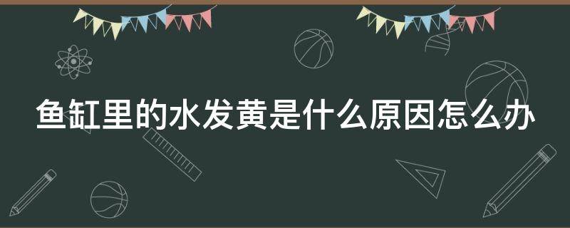 鱼缸里的水发黄是什么原因怎么办（鱼缸水黄怎么能让它变得透明）