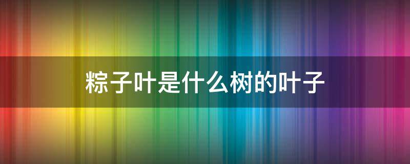 粽子叶是什么树的叶子 粽子叶是什么树上长的