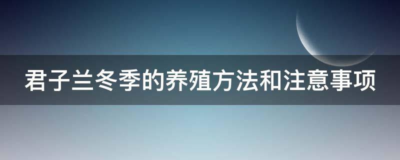 君子兰冬季的养殖方法和注意事项（君子兰冬季的养殖方法和注意事项）