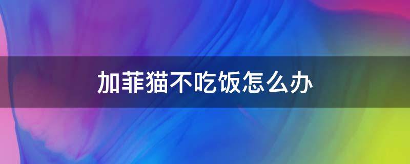 加菲猫不吃饭怎么办 加菲猫不爱吃饭怎么办