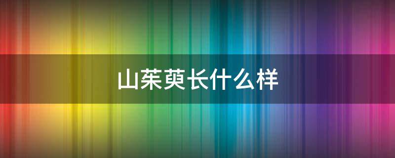 山茱萸长什么样 山茱萸的叶子长什么样