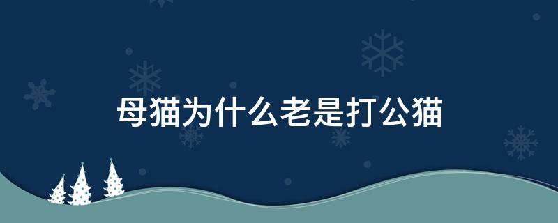 母猫为什么老是打公猫 母猫总是打公猫