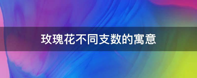 玫瑰花不同支数的寓意 玫瑰花的寓意和支数