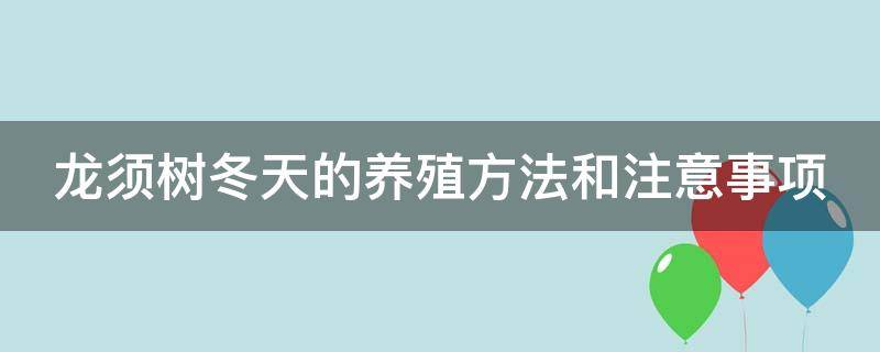 龙须树冬天的养殖方法和注意事项 龙须树冬天的养殖方法和注意事项有哪些