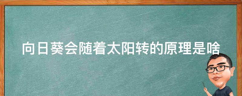 向日葵会随着太阳转的原理是啥 向日葵会随着太阳转动的过程