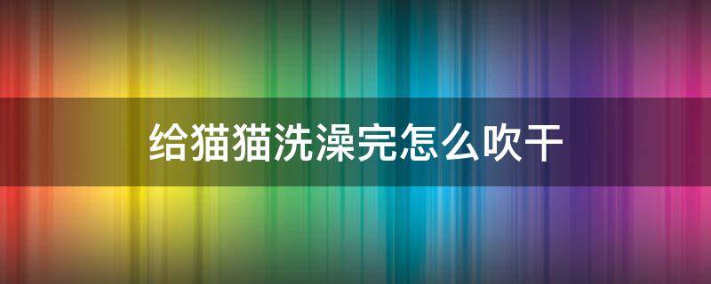 给猫猫洗澡完怎么吹干 给猫咪洗澡怎么吹干